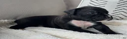 Boxer dogs for sale: Charlie  - Ad 6