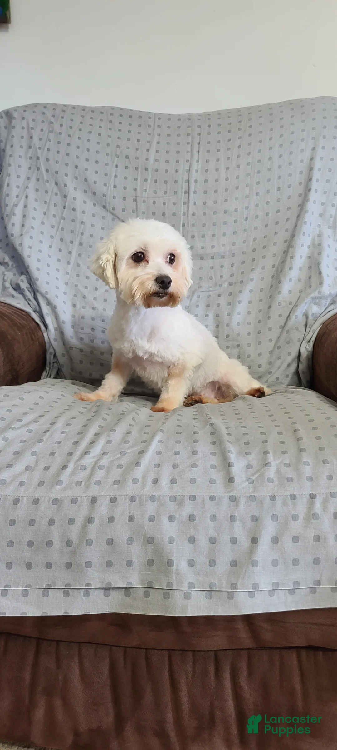 Maltese dogs for sale: Melody - Ad 10