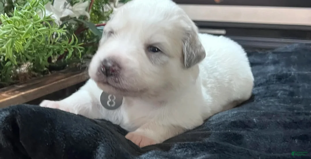 Great Pyrenees dogs for sale: Meadow - Ad 3