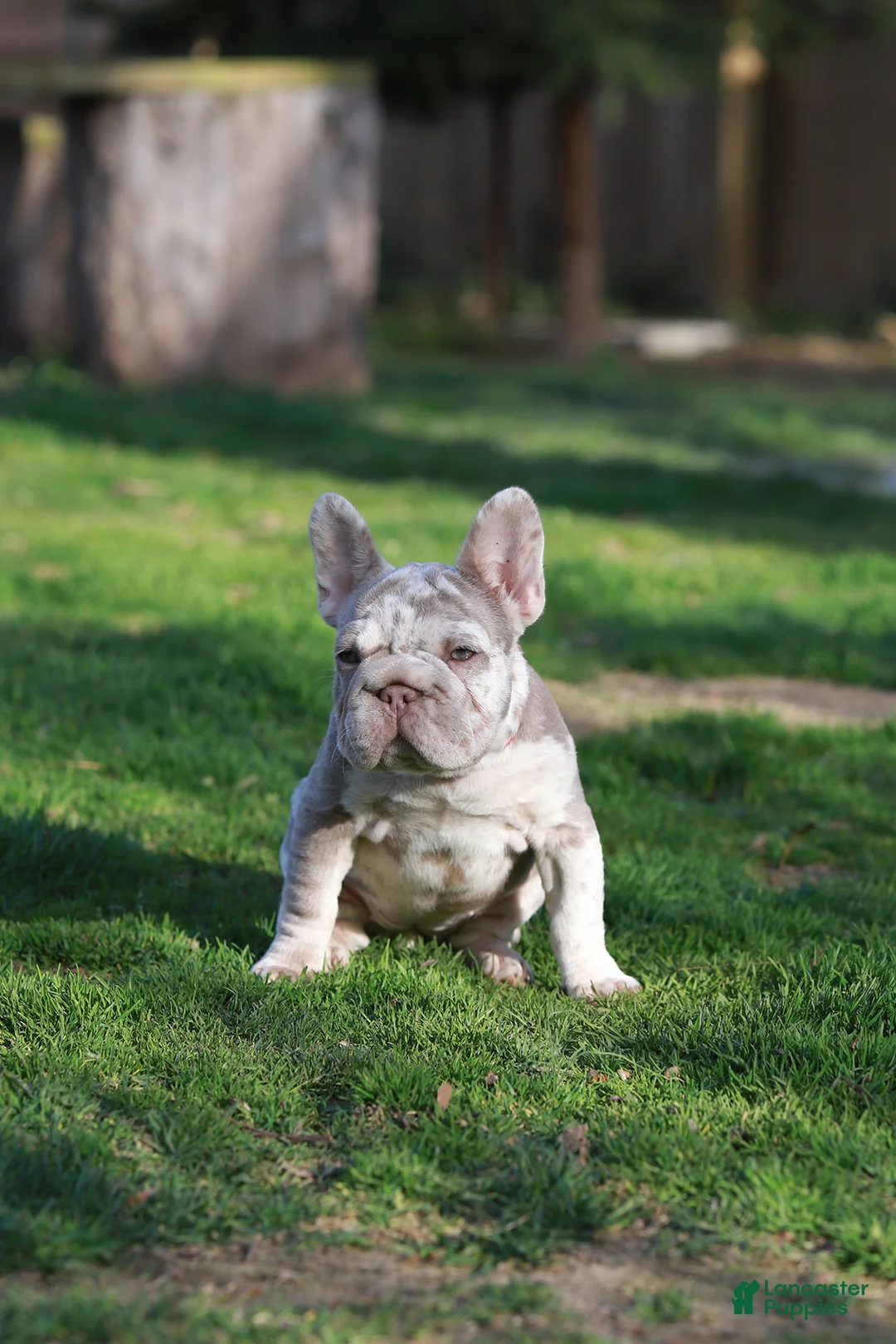 French Bulldog dogs for sale: REGINA - Ad 1