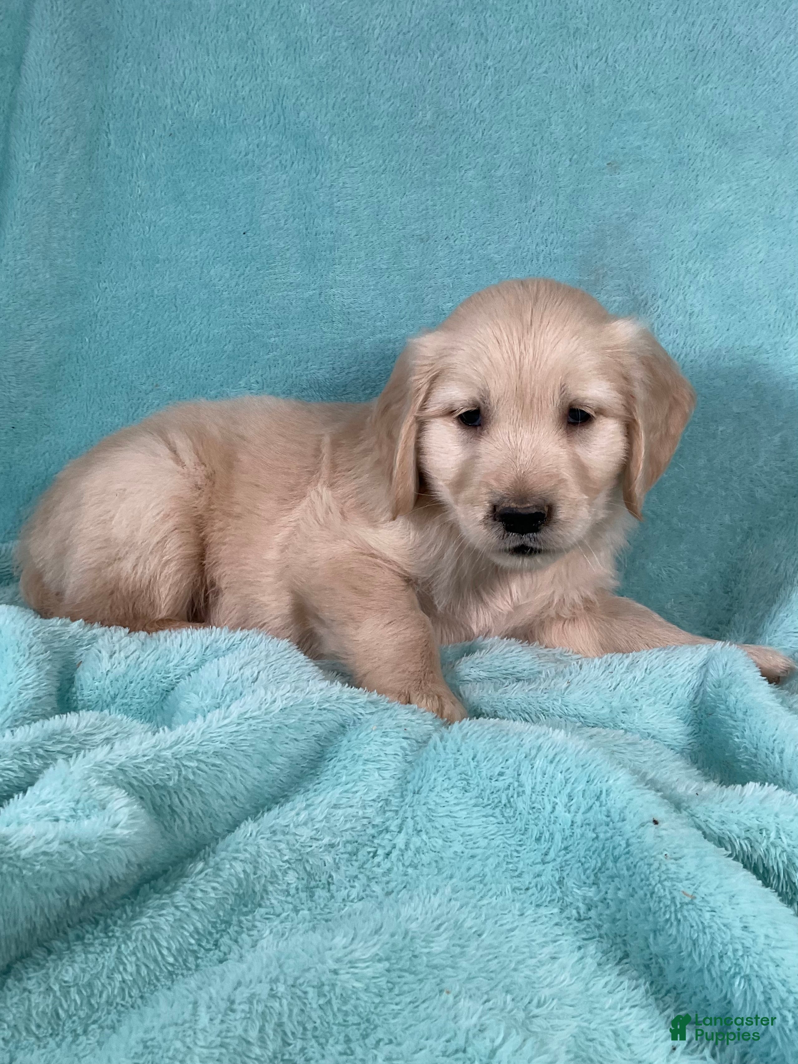 Golden Retriever dogs Jasper - Ad 2