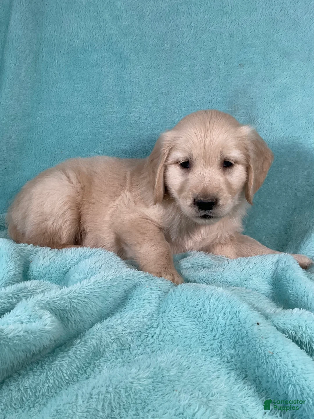 Golden Retriever dogs for sale: Jasper - Ad 2