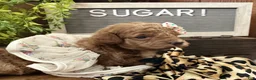 Miniature Poodle dogs for sale: Mocha - Ad 16