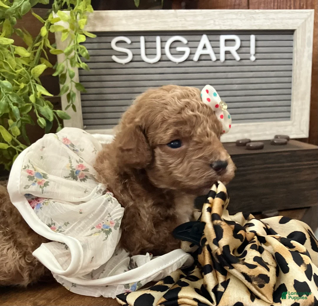 Miniature Poodle dogs for sale: Mocha - Ad 16