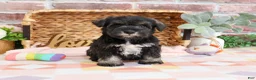 Miniature Schnauzer dogs for sale: Kanga  - Ad 7