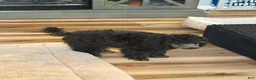 Toy Poodle dogs for sale: Toy Poodle 3 - Ad 4
