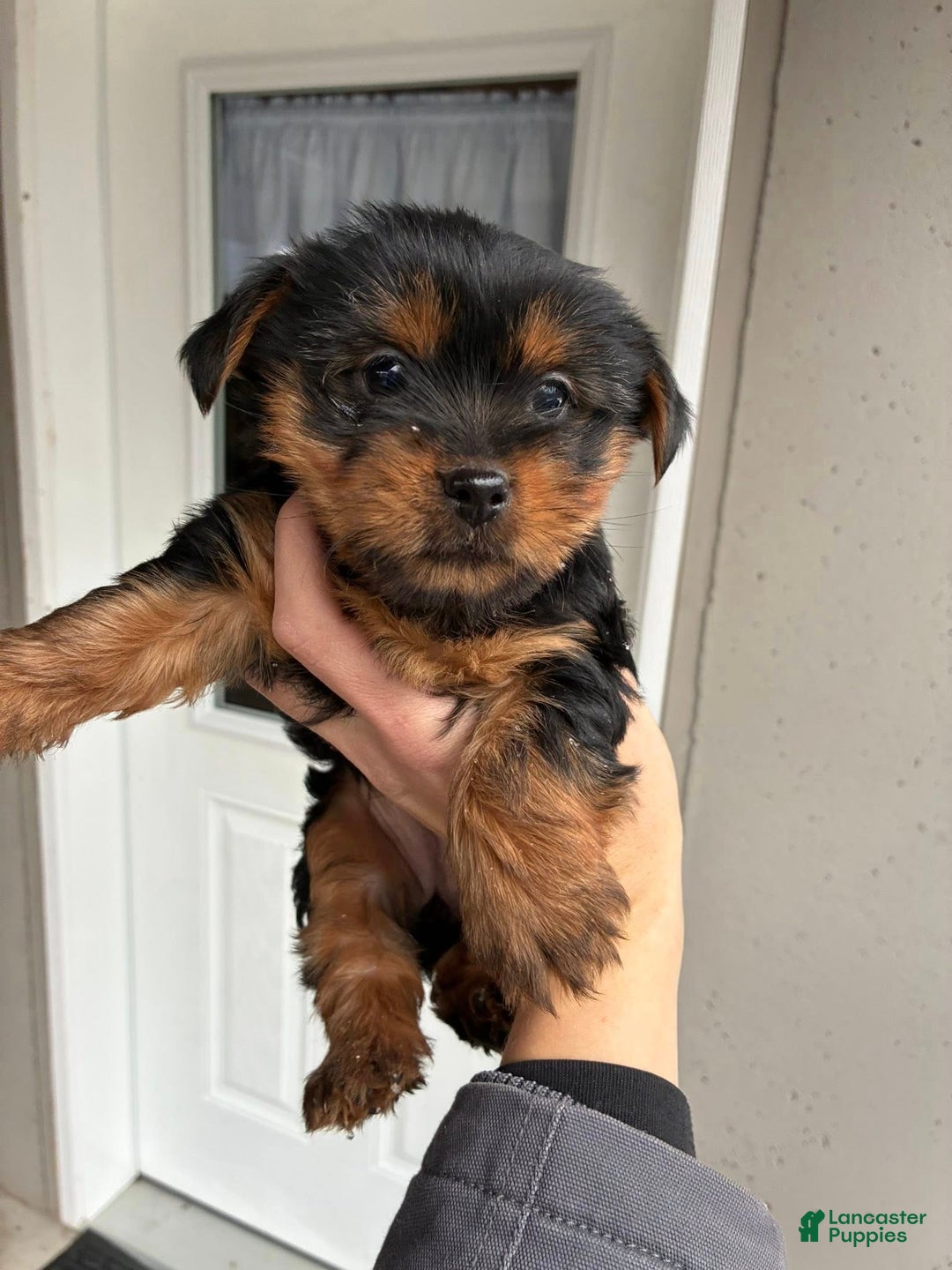 Yorkshire Terrier dogs for sale: Cocoa - Ad 2
