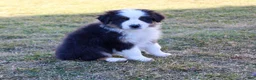 Australian Shepherd dogs for sale: Bella - Ad 5