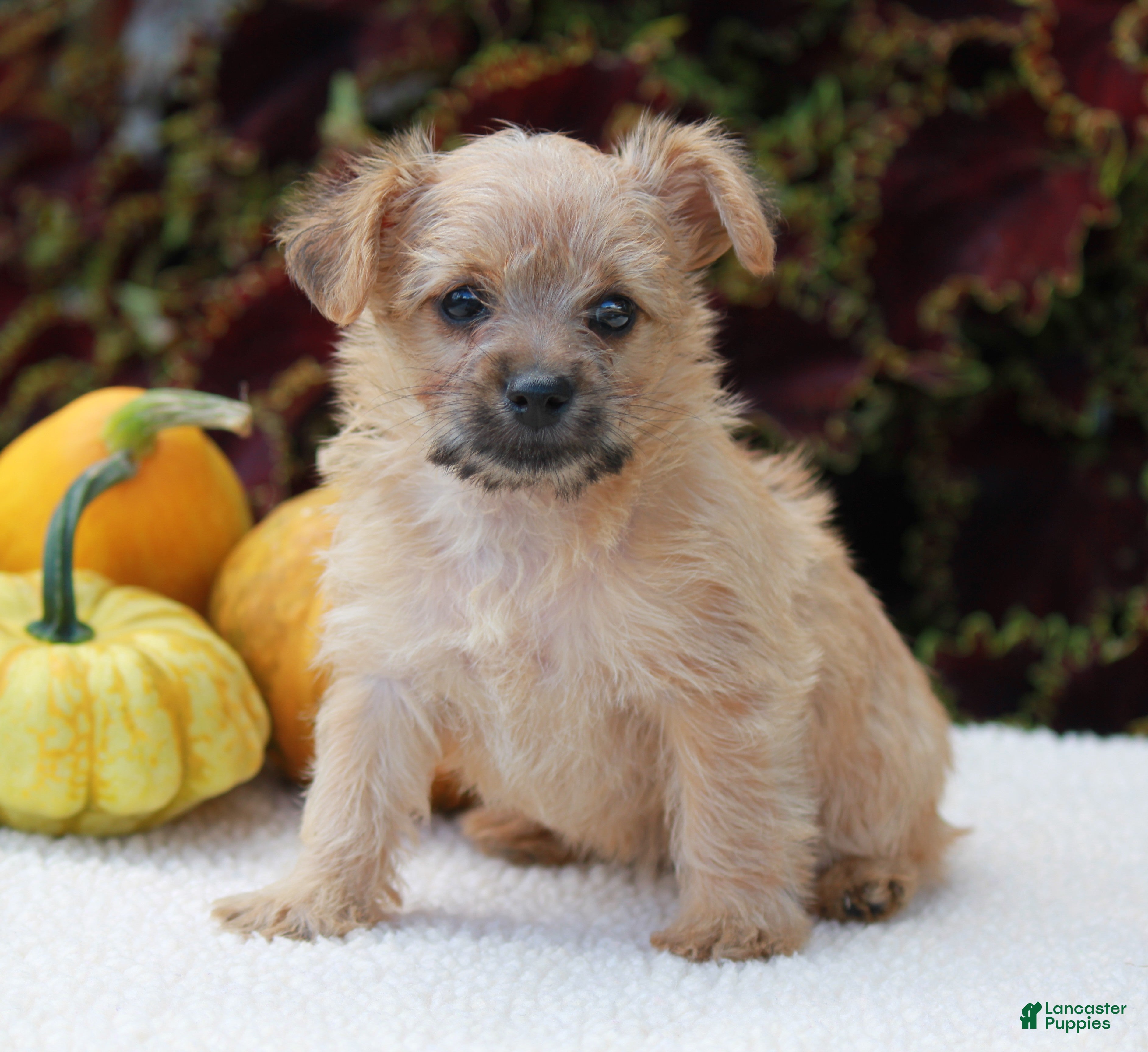 Yorkiepoo dogs Kylie - Ad 1