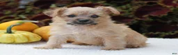 Yorkiepoo dogs for sale: Kylie - Ad 7