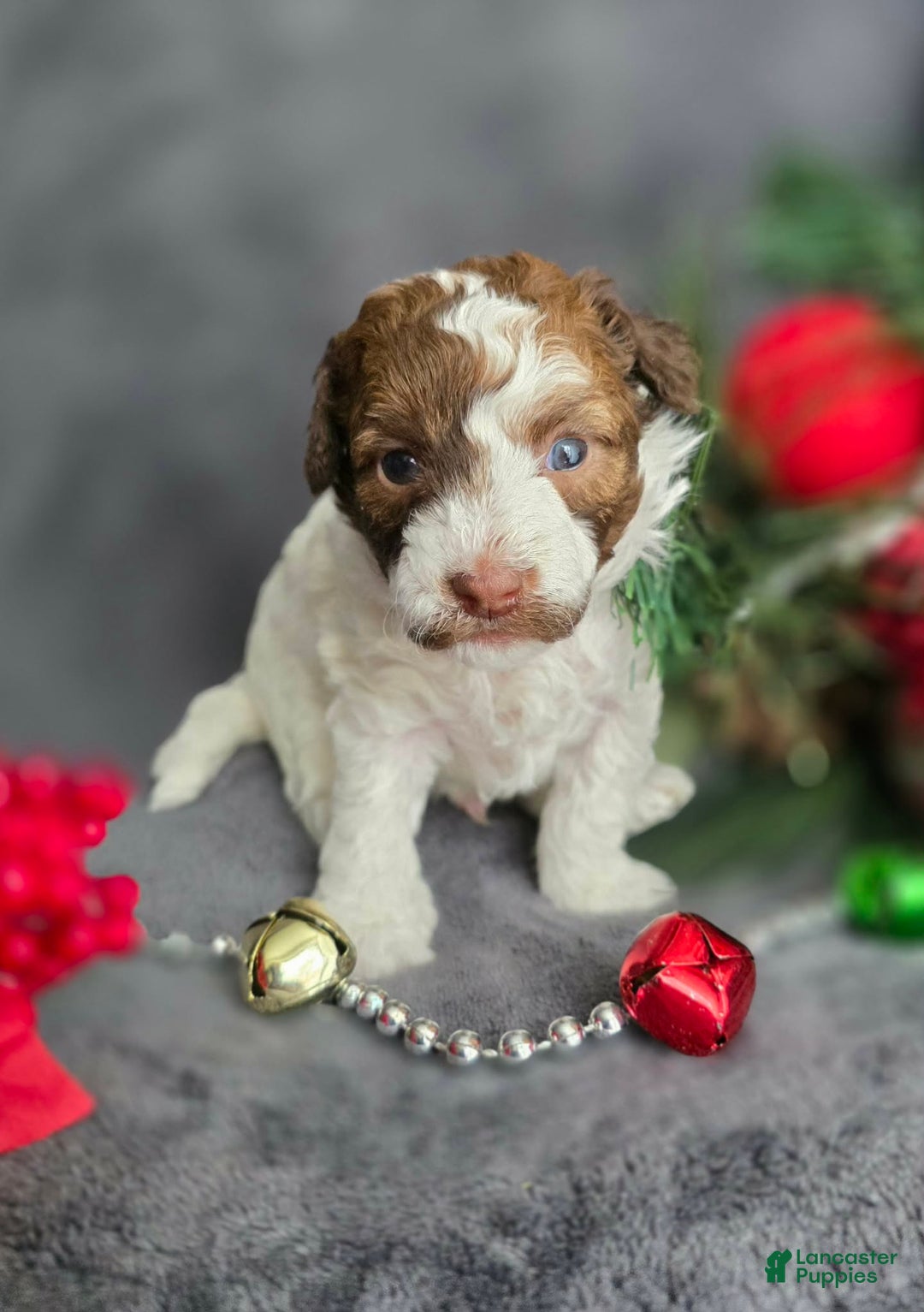 Havapoo dogs for sale: Selleck  - Ad 3