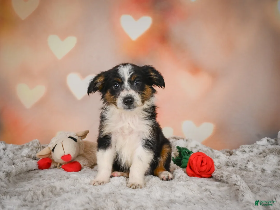 Miniature Australian Shepherd dogs for sale: Anna - Ad 1