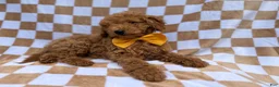 Miniature Poodle dogs for sale: Moose - Ad 2