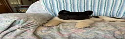 Akita dogs for sale: Ronald - Ad 2
