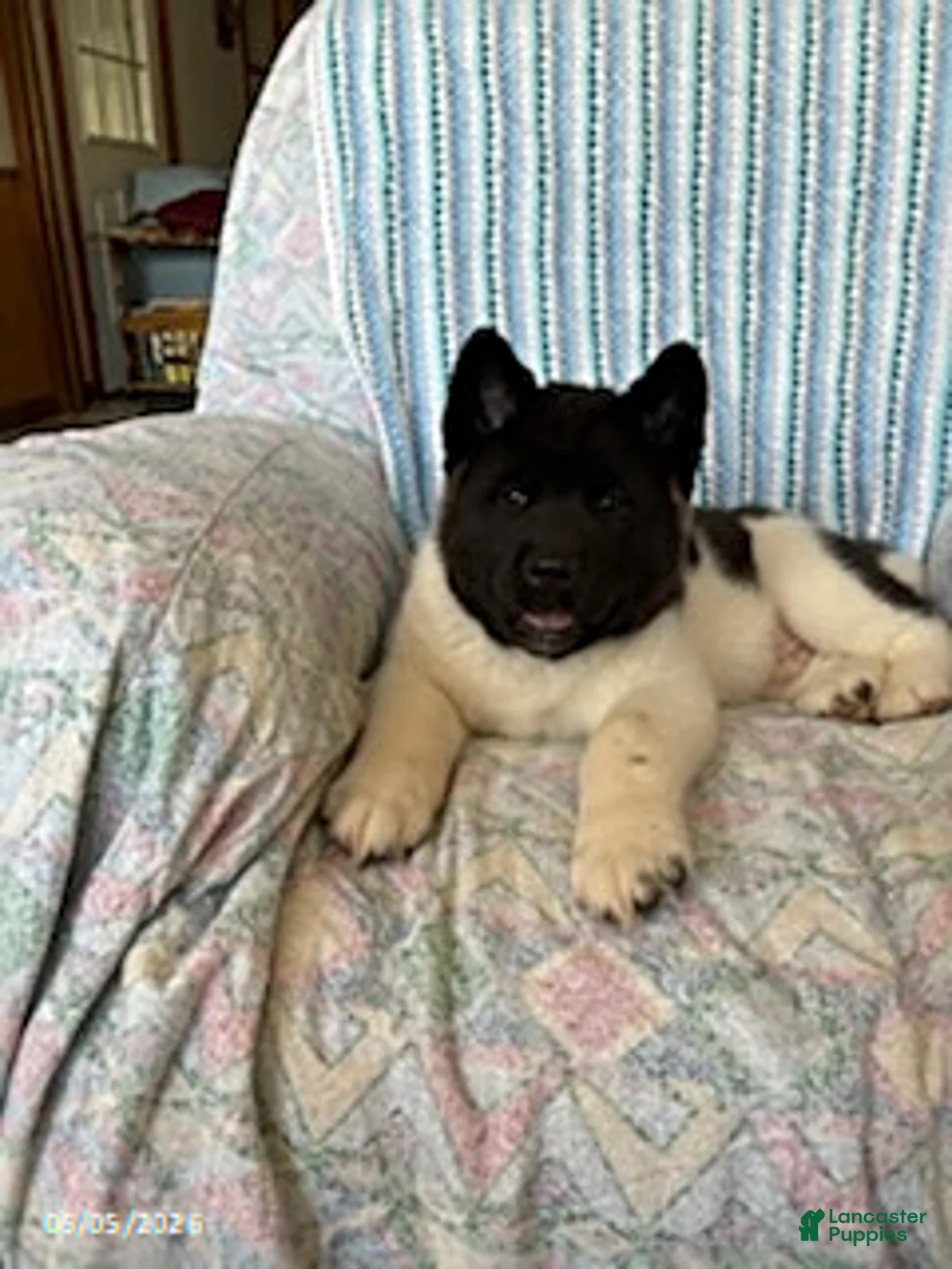Akita dogs for sale: Ronald - Ad 2