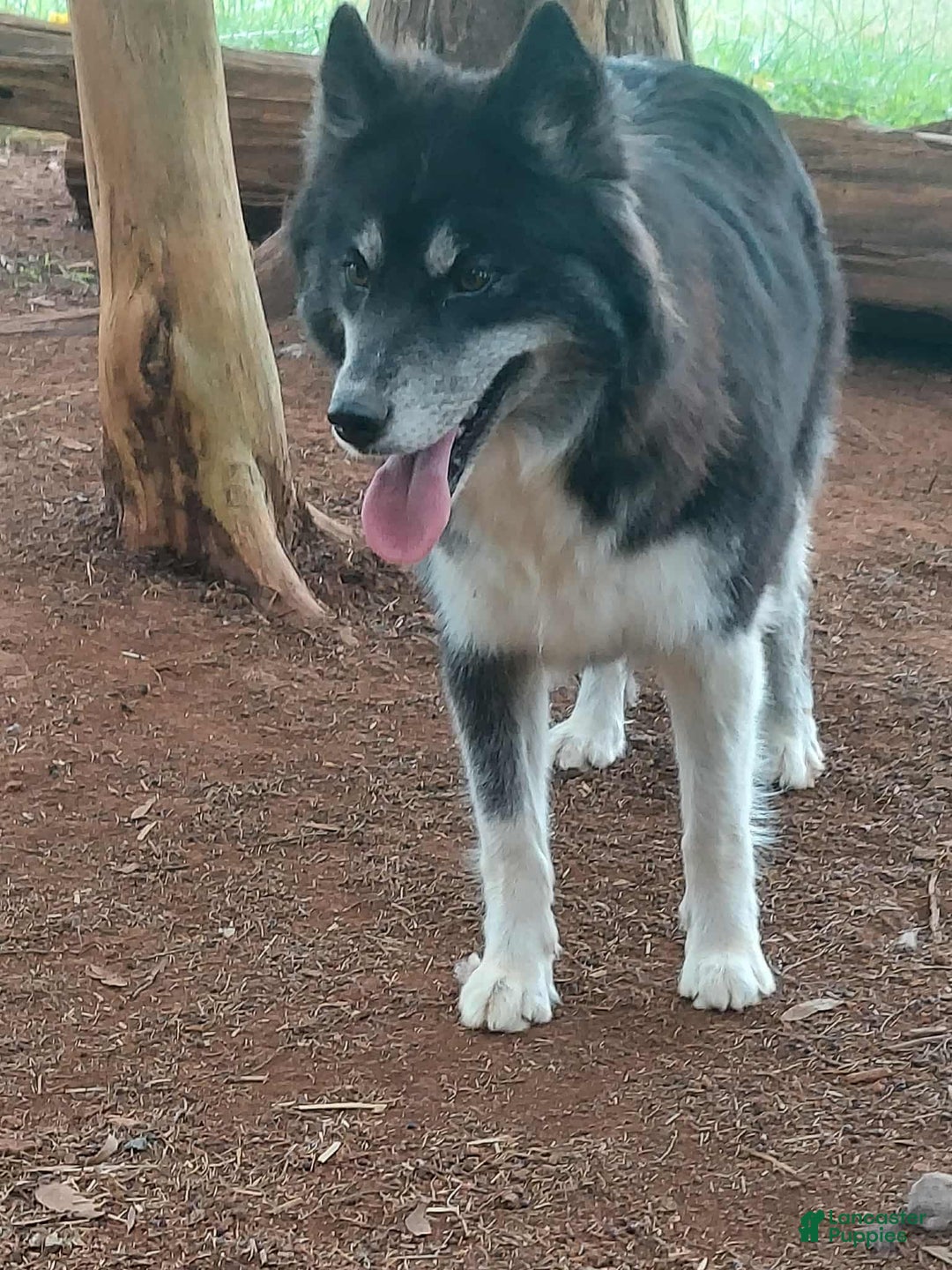 Siberian Husky dogs for sale: Mya - Ad 1