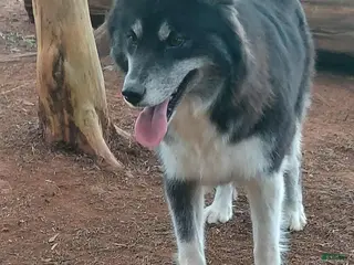 Siberian Husky dogs Mya - Ad 36