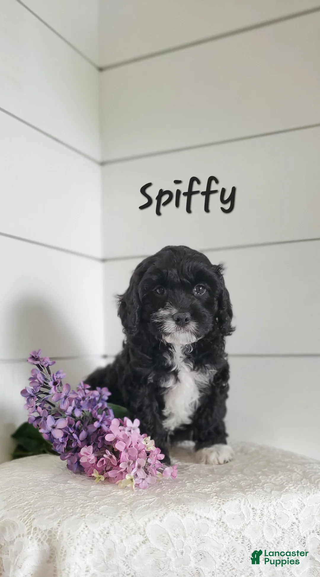 Cavapoo dogs for sale: Spiffy - Ad 1