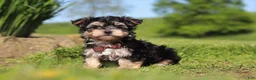 Morkie dogs for sale: Scooby - Ad 3