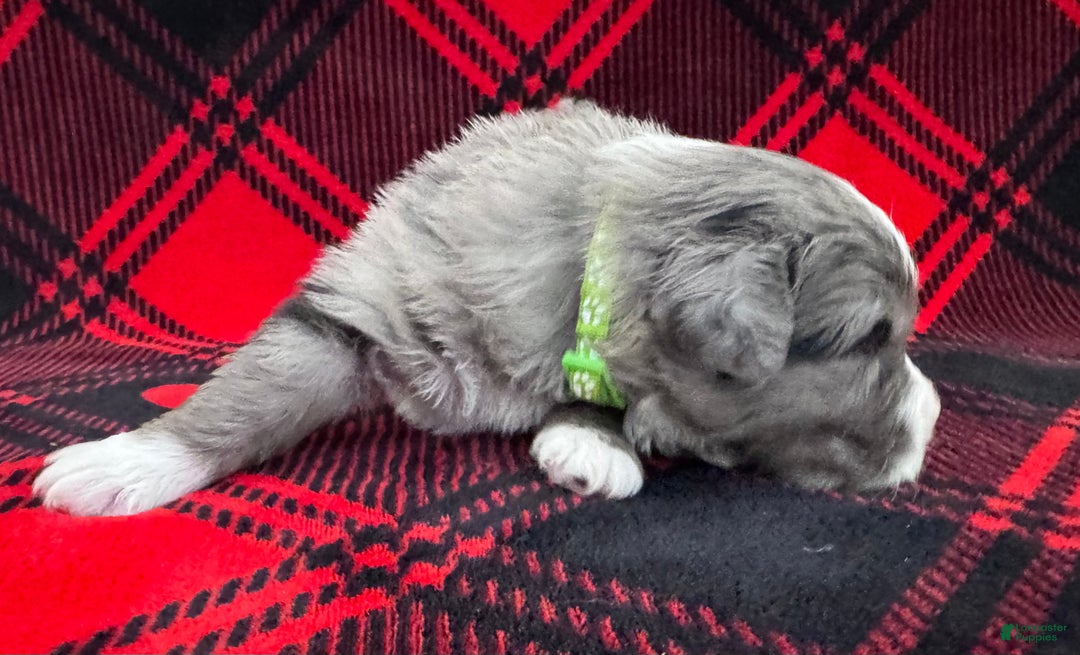 Australian Shepherd dogs for sale: Standard Australian Shepherd Puppy - Lime Green Collar - Ad 3