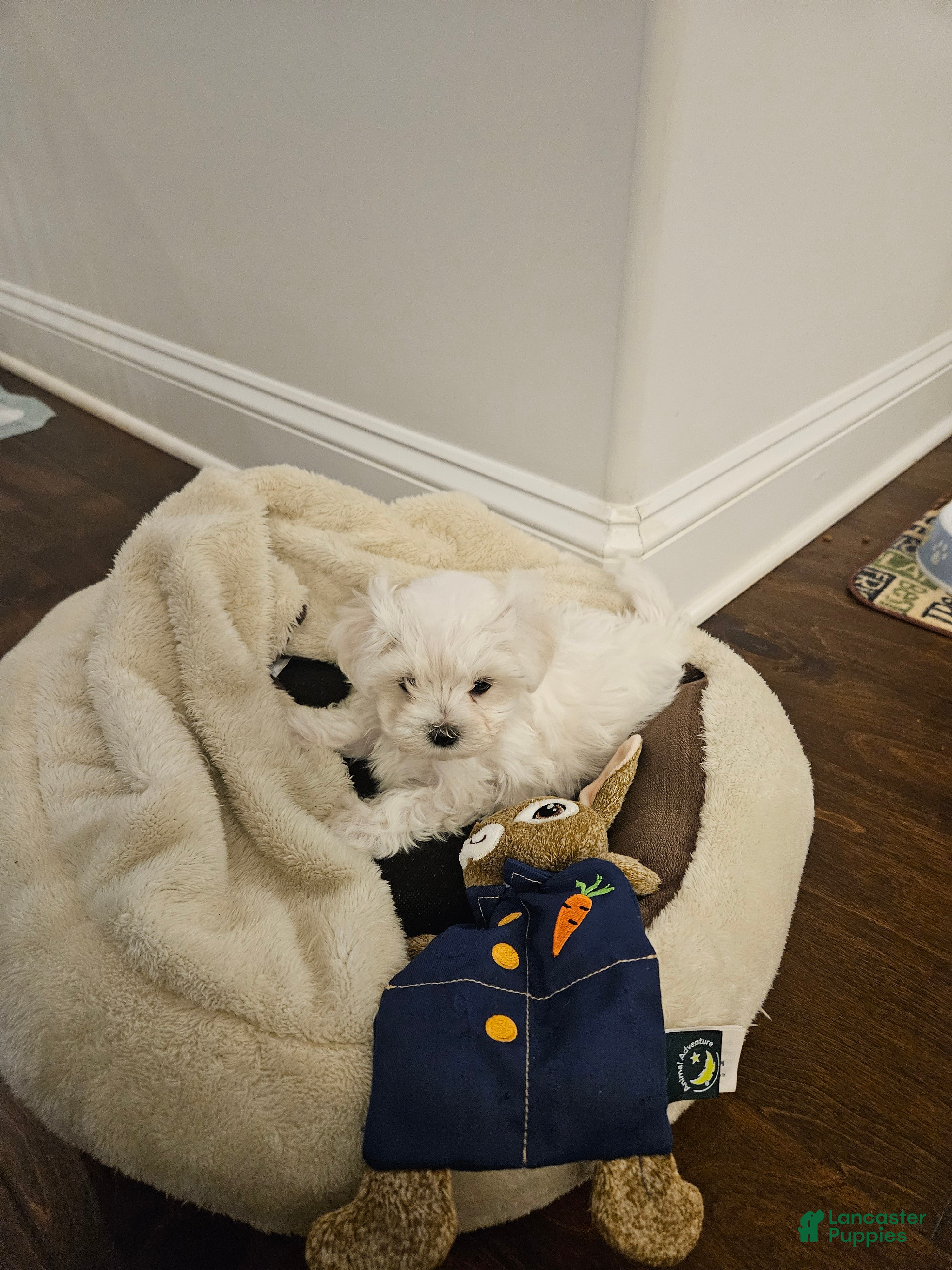 Maltese dogs Maltese Puppy 3 - Ad 3