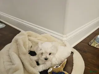 Maltese dogs Maltese Puppy 3 - Ad 3