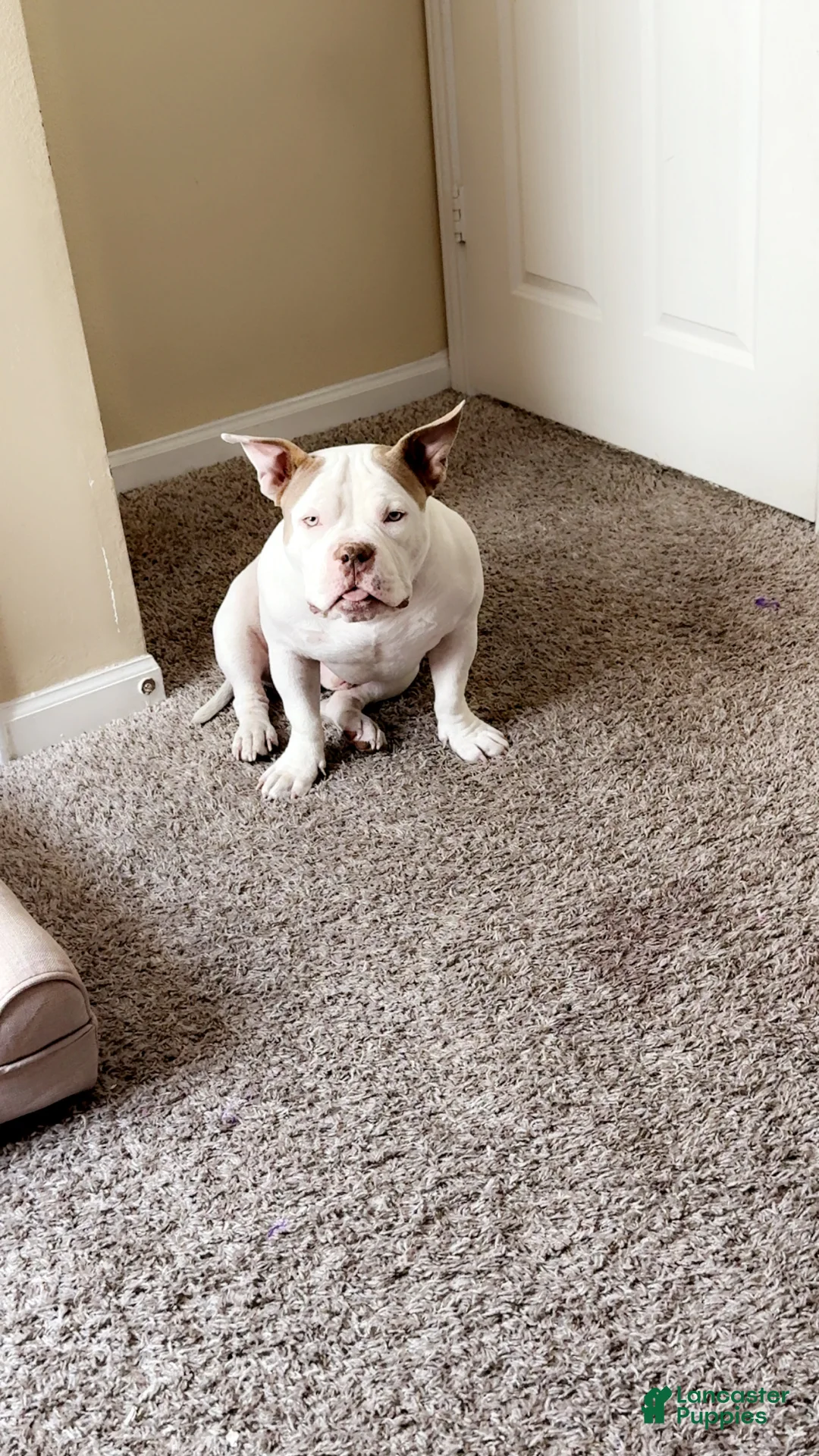 American Bully dogs for sale: American Bully Puppy 1 - Ad 1