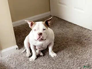 American Bully dogs American Bully Puppy 1 - Ad 3