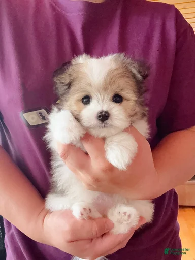 Gallery Image {{count}}