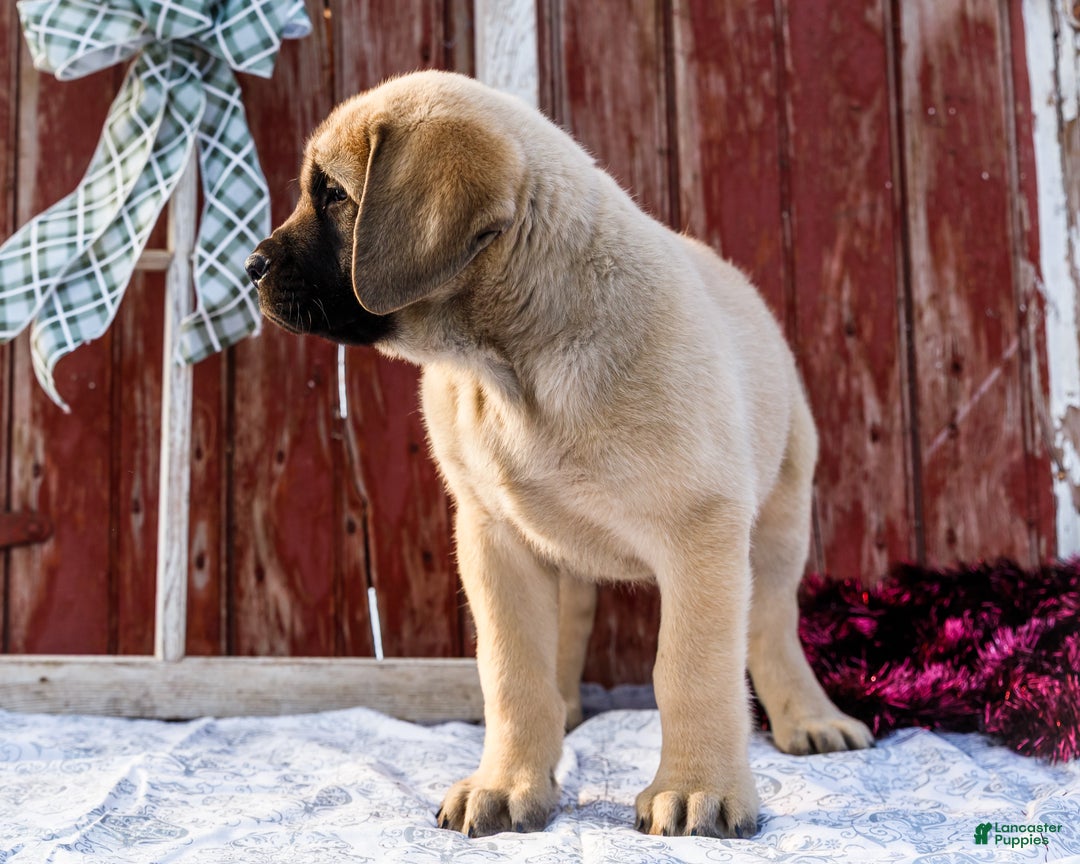 English Mastiff dogs for sale: Zack - Ad 17