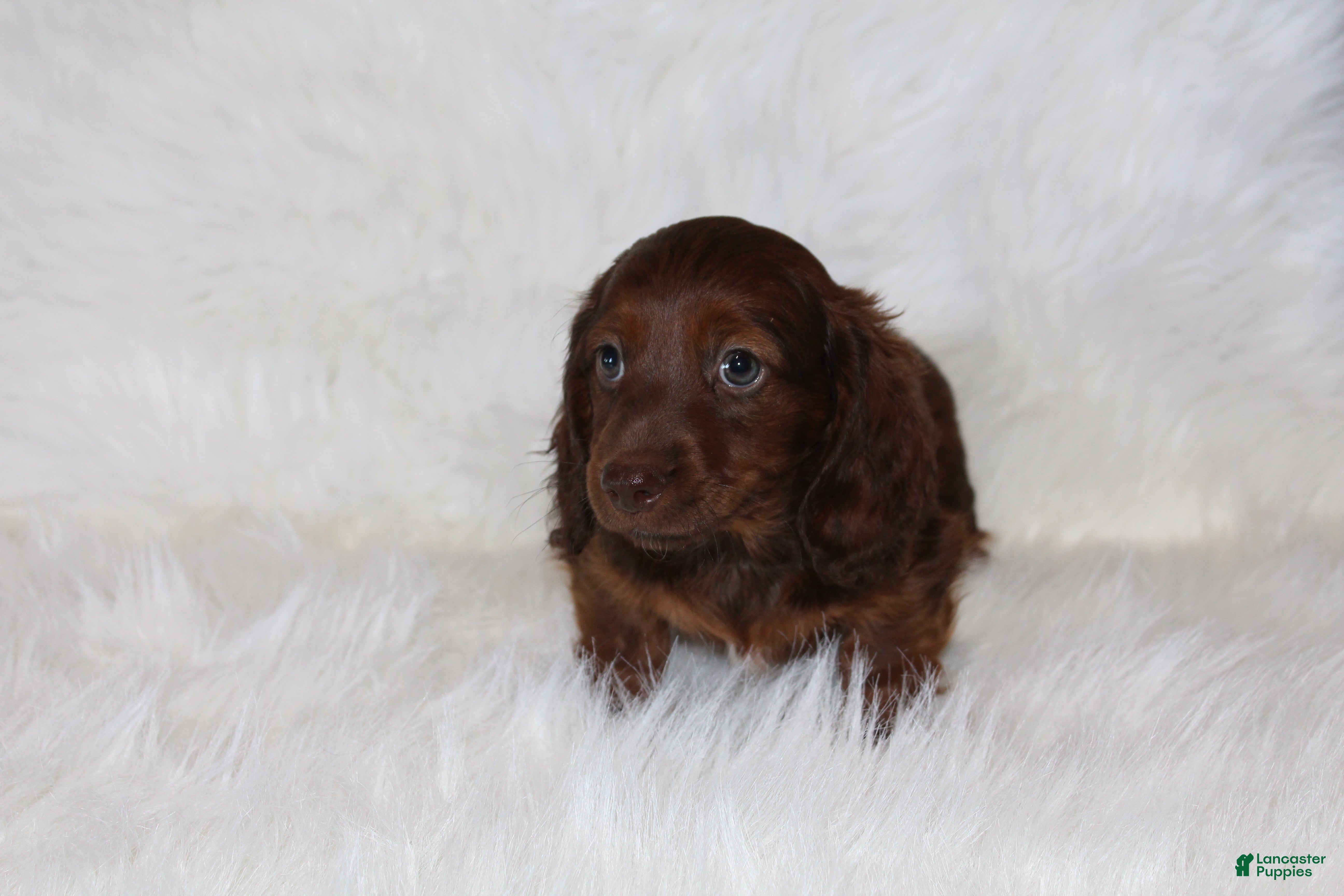 Miniature Dachshund dogs Theo - Ad 1