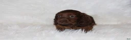 Miniature Dachshund dogs for sale: Theo - Ad 1