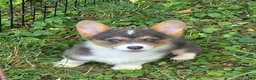 Welsh Corgi Pembroke dogs for sale: Lara the low rider  - Ad 4