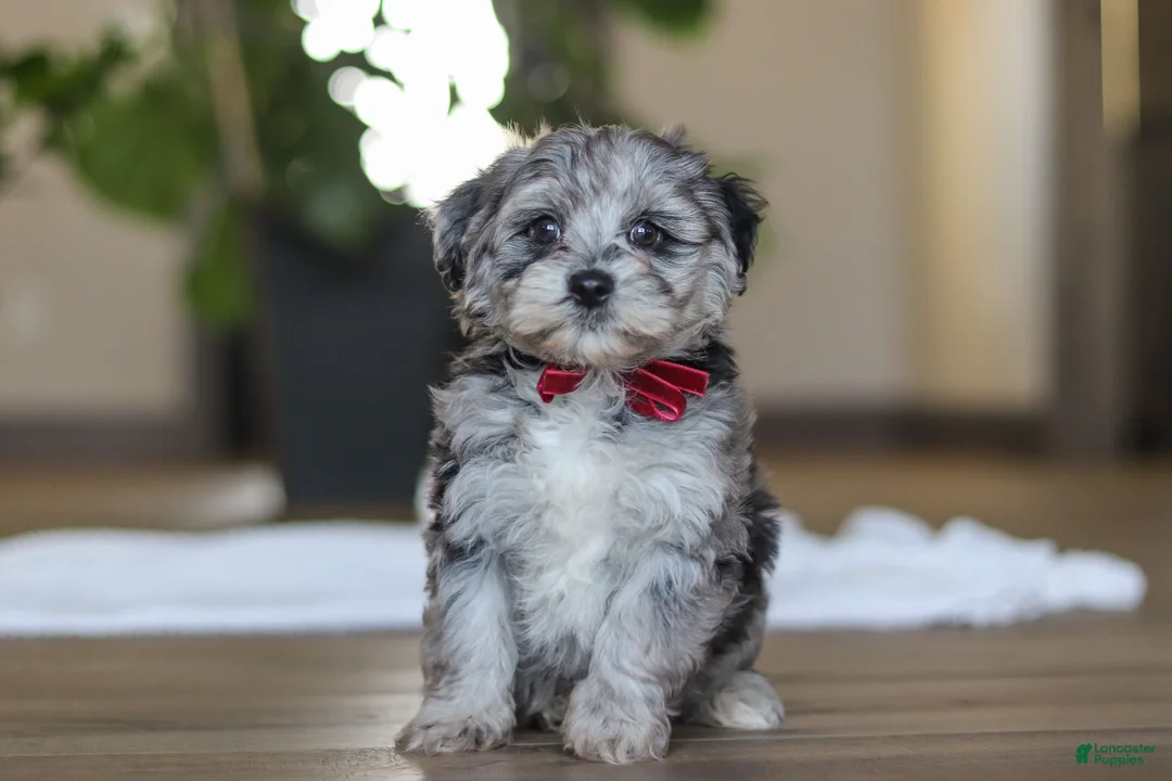 Havapoo dogs for sale: Rubble - Ad 1