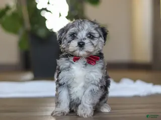 Havapoo dogs Rubble - Ad 8