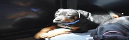 Rottweiler dogs for sale: Romeo - Ad 12