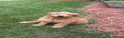 Mini Goldendoodle dogs for sale: Milo - Ad 8