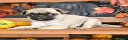 Pug dogs for sale: Billy - Ad 4