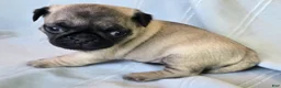 Pug dogs for sale: Harmony - Ad 9