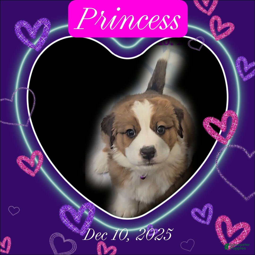 Mixed Breed dogs Princess - Ad 23