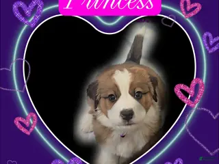 Mixed Breed dogs Princess - Ad 23