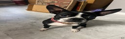 Boston Terrier dogs for sale: Yoda may - Ad 2
