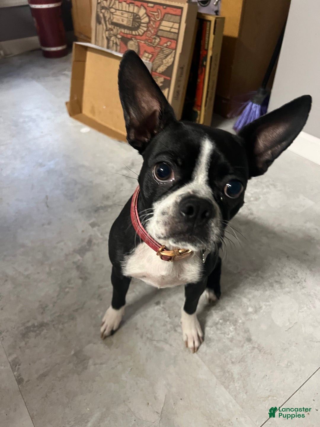 Boston Terrier dogs for sale: Yoda may - Ad 2