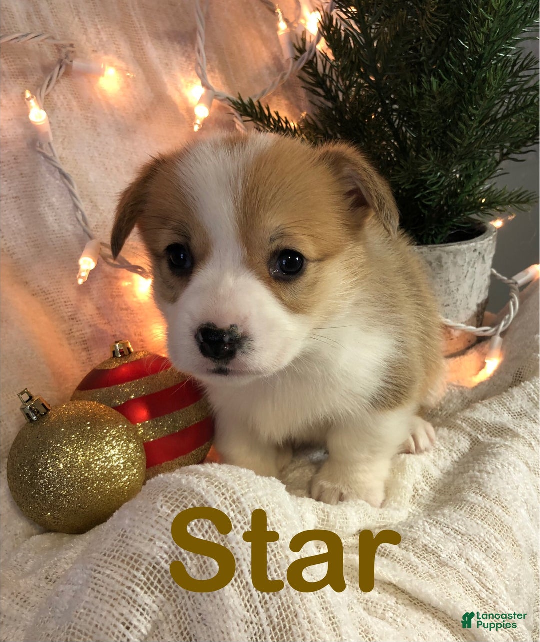 Welsh Corgi Pembroke dogs for sale: Star - Ad 4