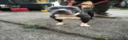 American Bully dogs for sale: American Bully 1 - Ad 4