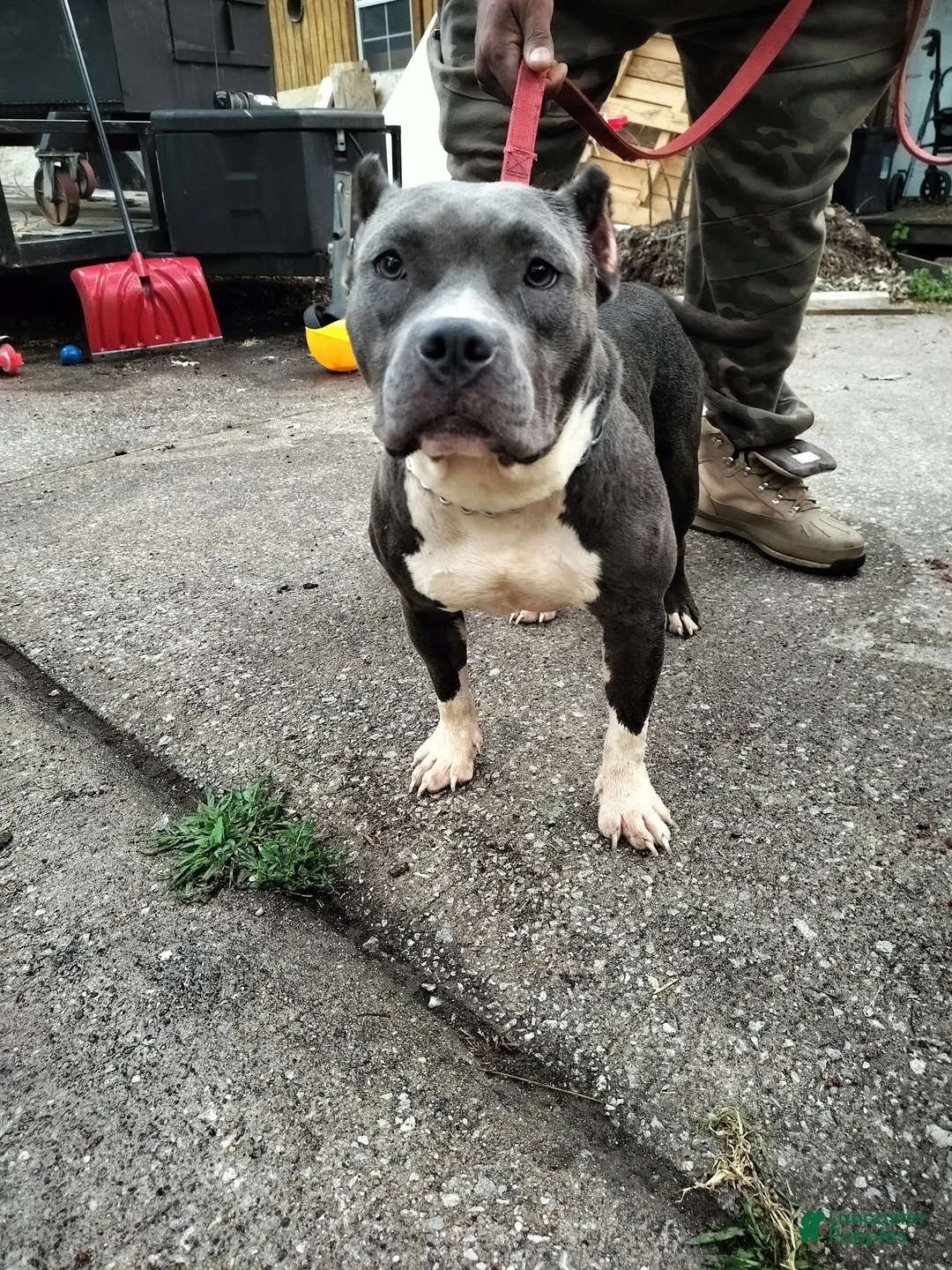 American Bully dogs for sale: American Bully 1 - Ad 4