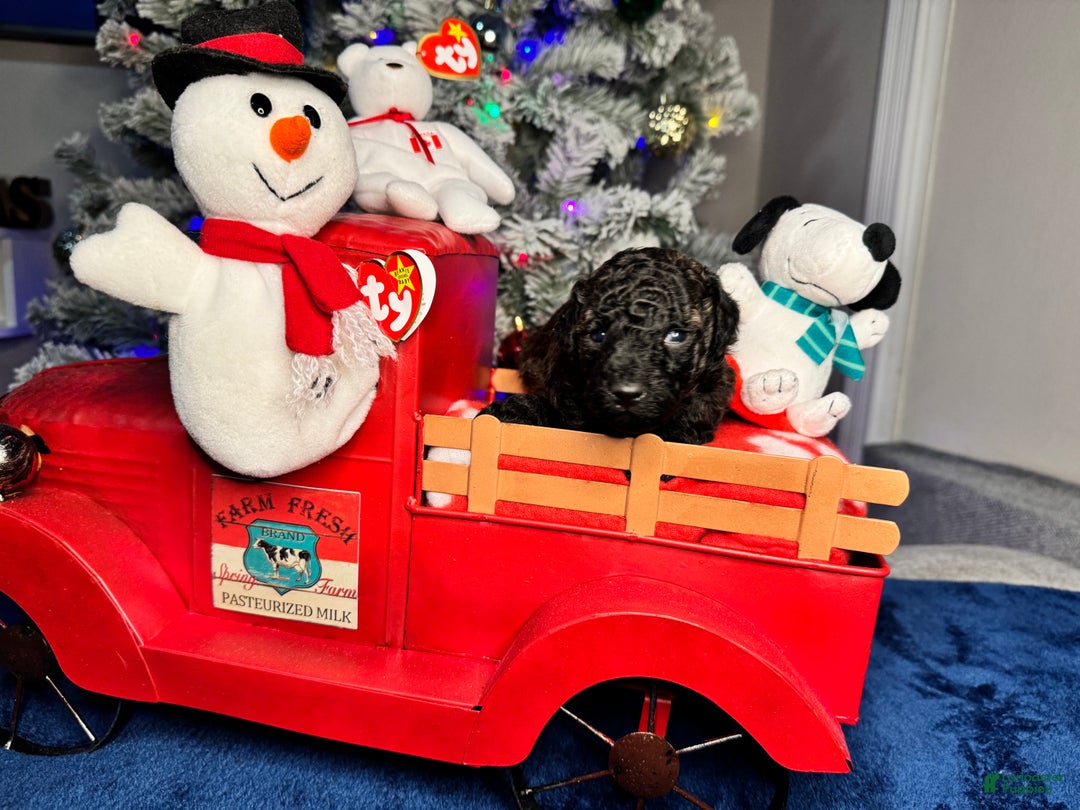 Toy Poodle dogs for sale: Benjamin - Ad 9