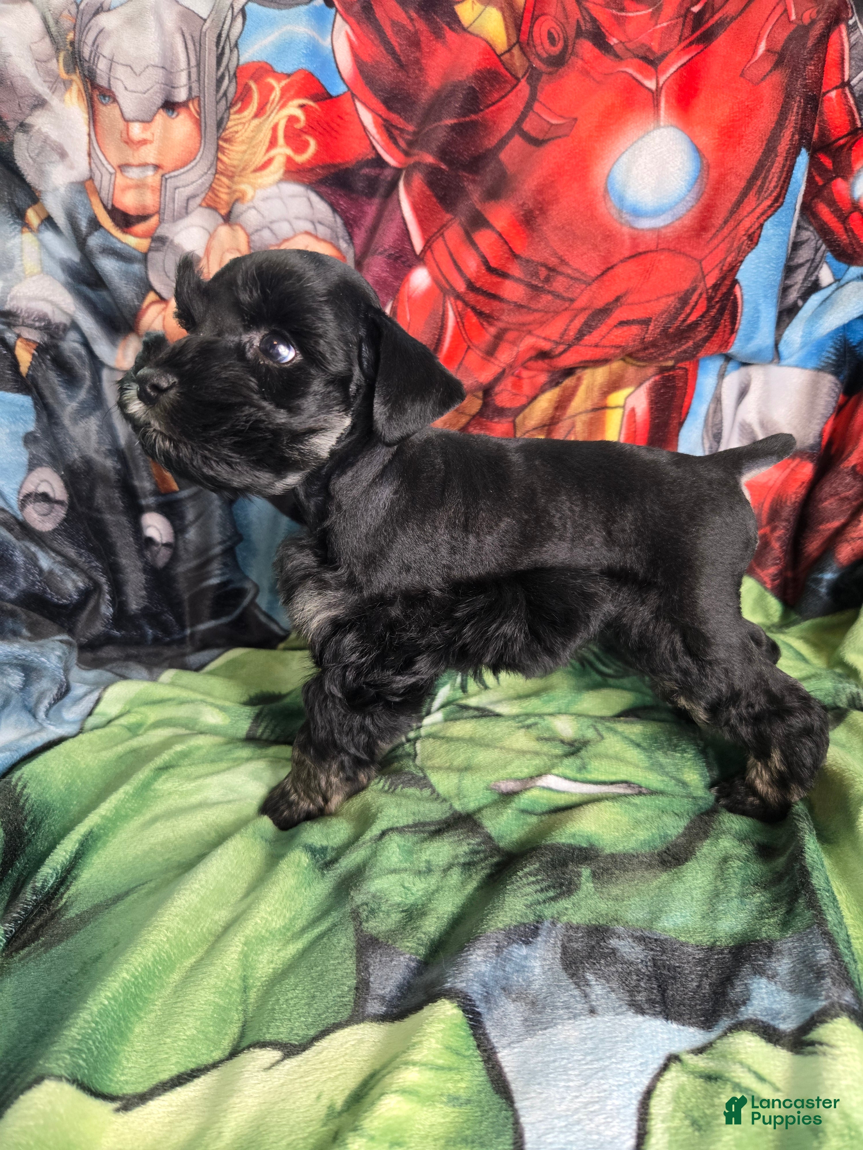 Miniature Schnauzer dogs Wood Stock - Ad 2