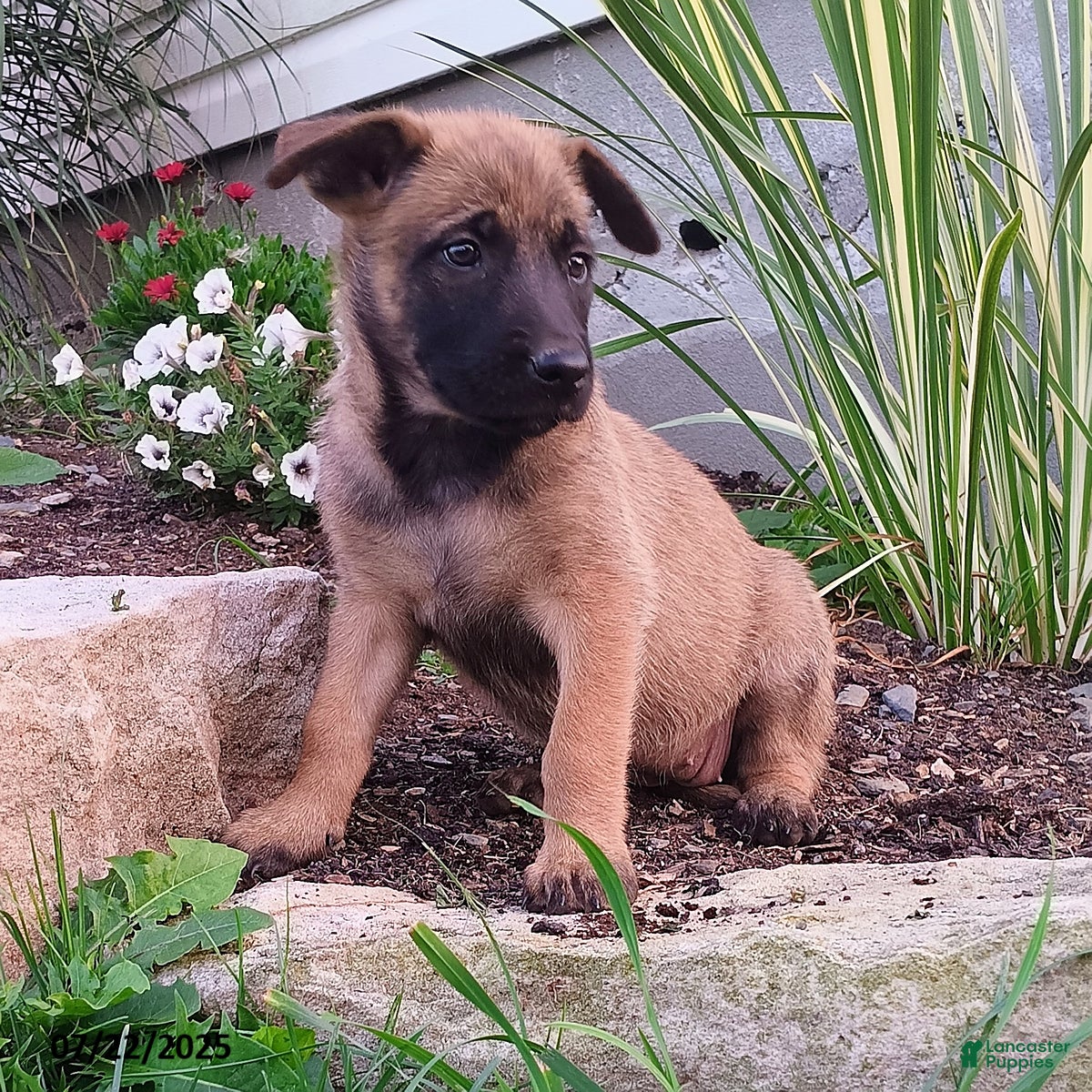 Malinois Puppy Belgian Shepherd Labrador Mix Labrador Retriever Malinois  Golden Retriever Mix Labrador, image size:1200x1200