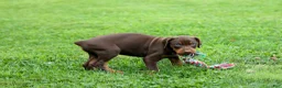 Doberman Pinscher dogs for sale:  Griffin 🐶 - Ad 15